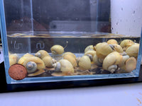 Ivory Mystery Snail - Aqua Huna