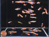 Japan Blue Double Sword Guppy Males - Aqua Huna