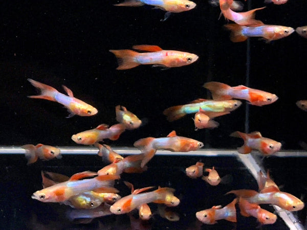 Japan Blue Double Sword Guppy Males - Aqua Huna