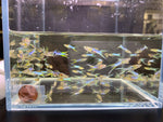 Japanese Lyretail Guppy Males - Aqua Huna