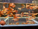 Japanese Red Tail Guppy Males - Aqua Huna