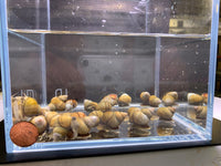 Japanese Trapdoor Snail