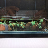 Japanese Trapdoor Snail - Aqua Huna