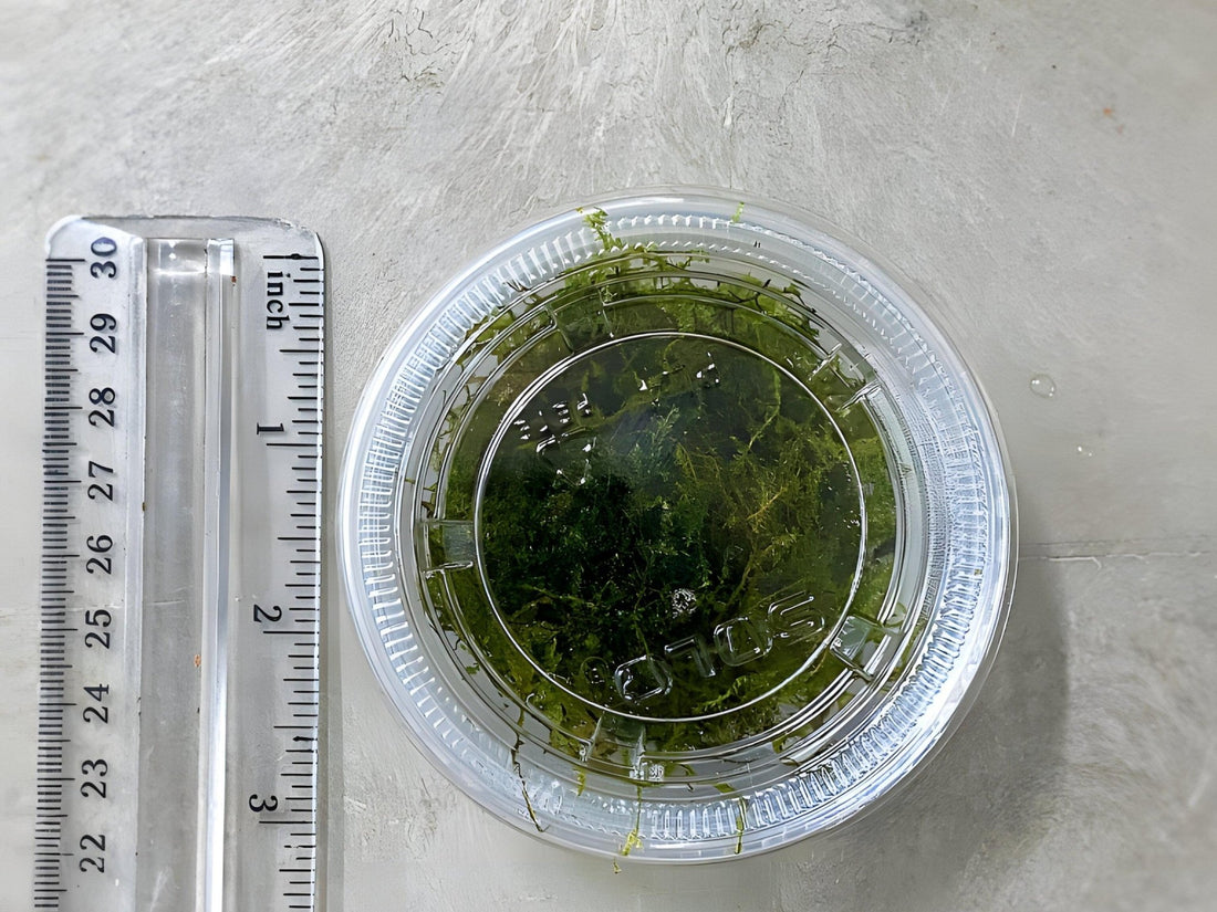 Java Moss - Hardy Aquarium Foliage