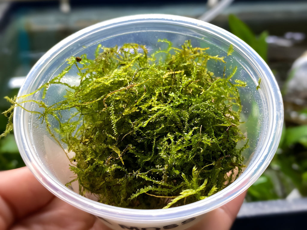 Java Moss Container Java Moss - Hardy Aquarium Foliage