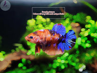 Koi Betta Female