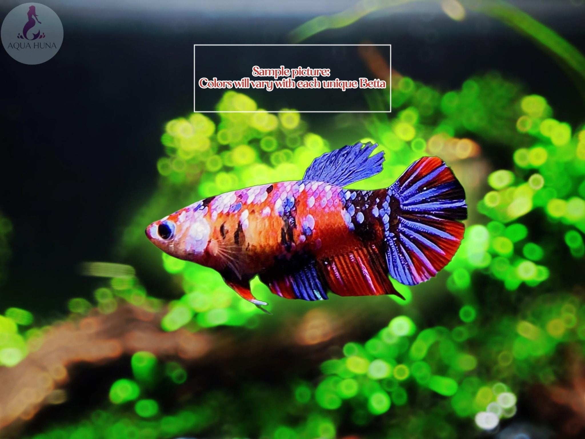 Aqua betta fish best sale