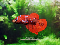 Crowntail Betta Male