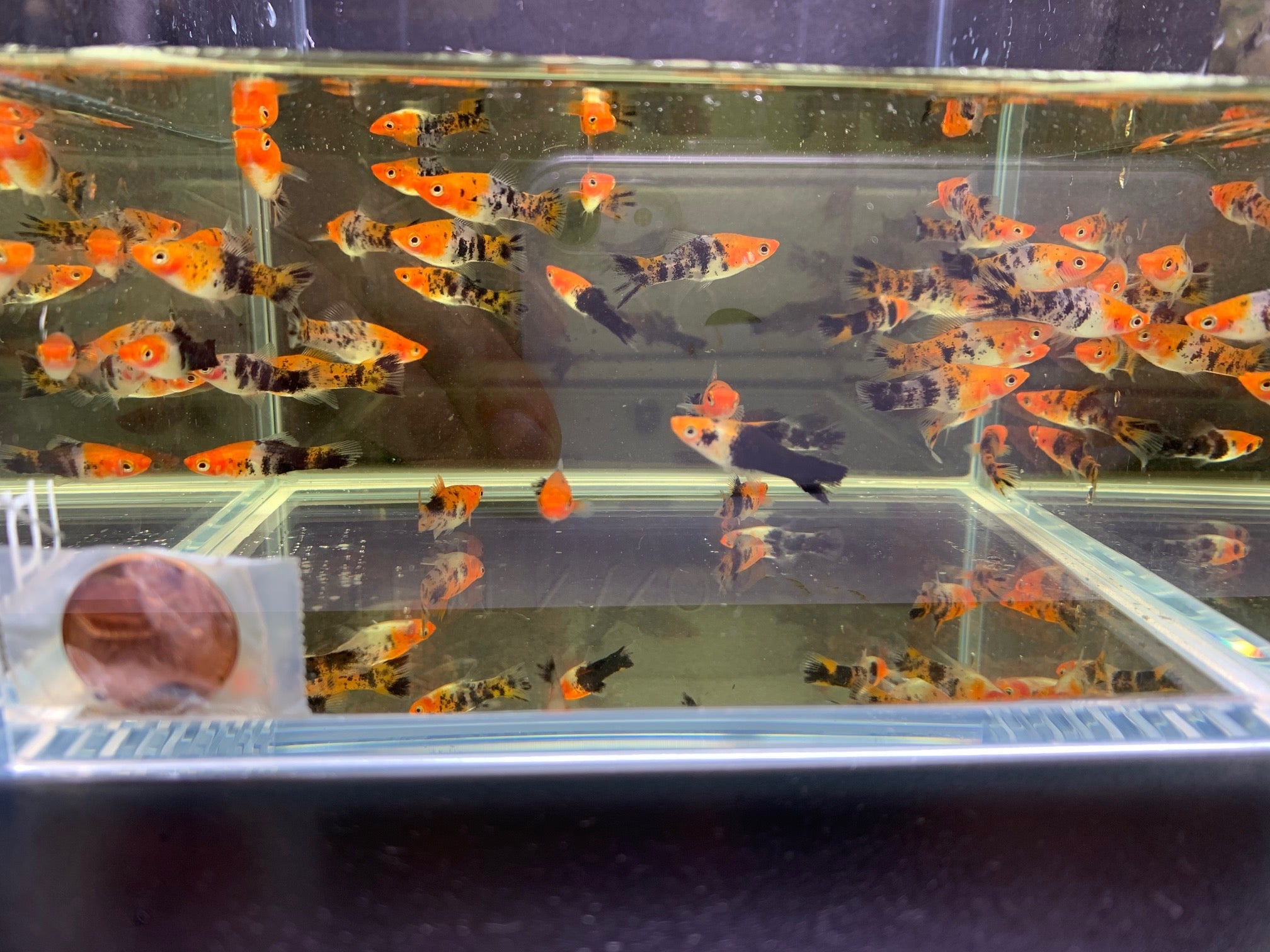 Koi Swordtail - Aqua Huna