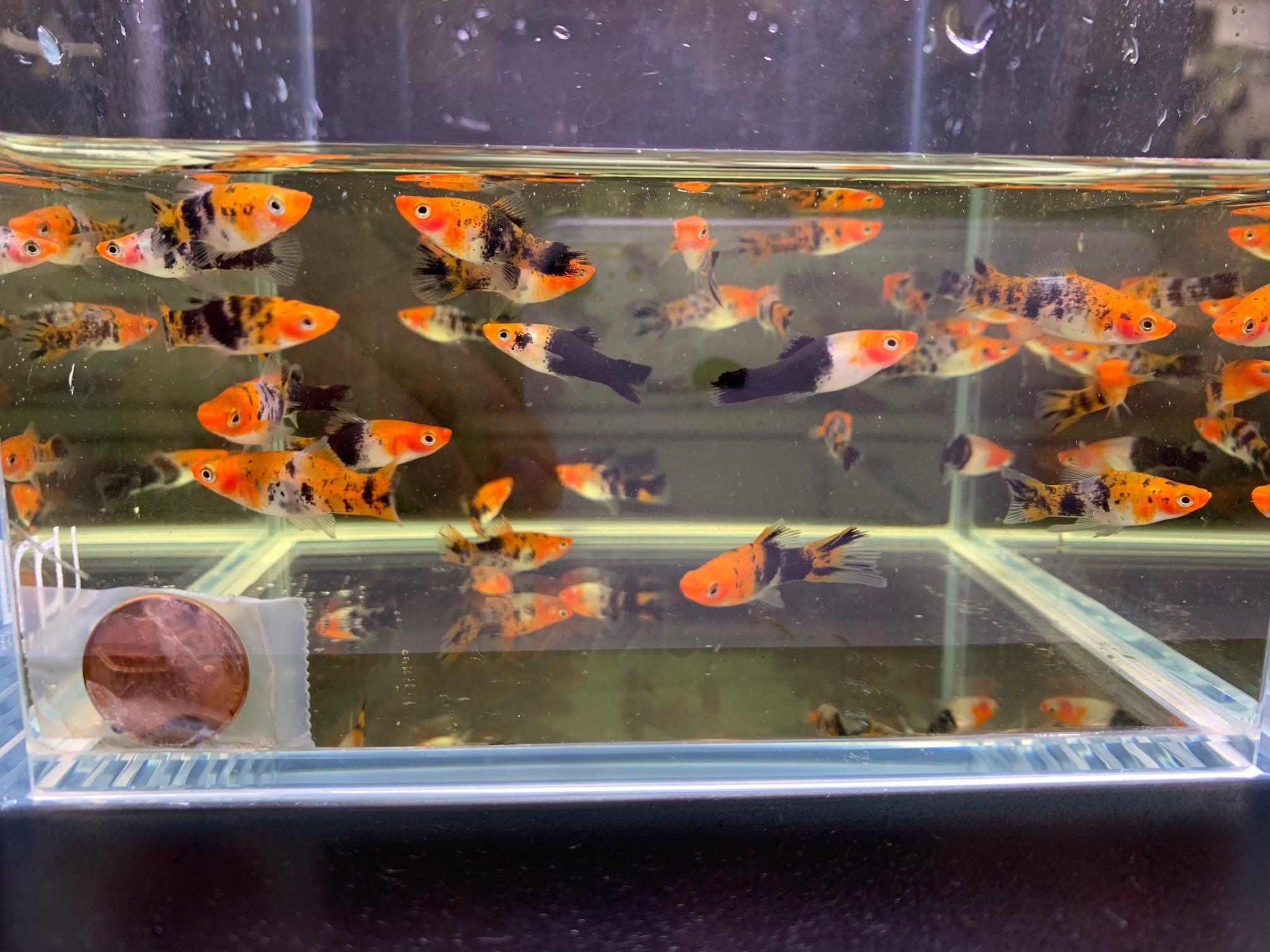 Koi Swordtail - Aqua Huna