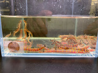 Clown Loach (1.5"- 1.75")