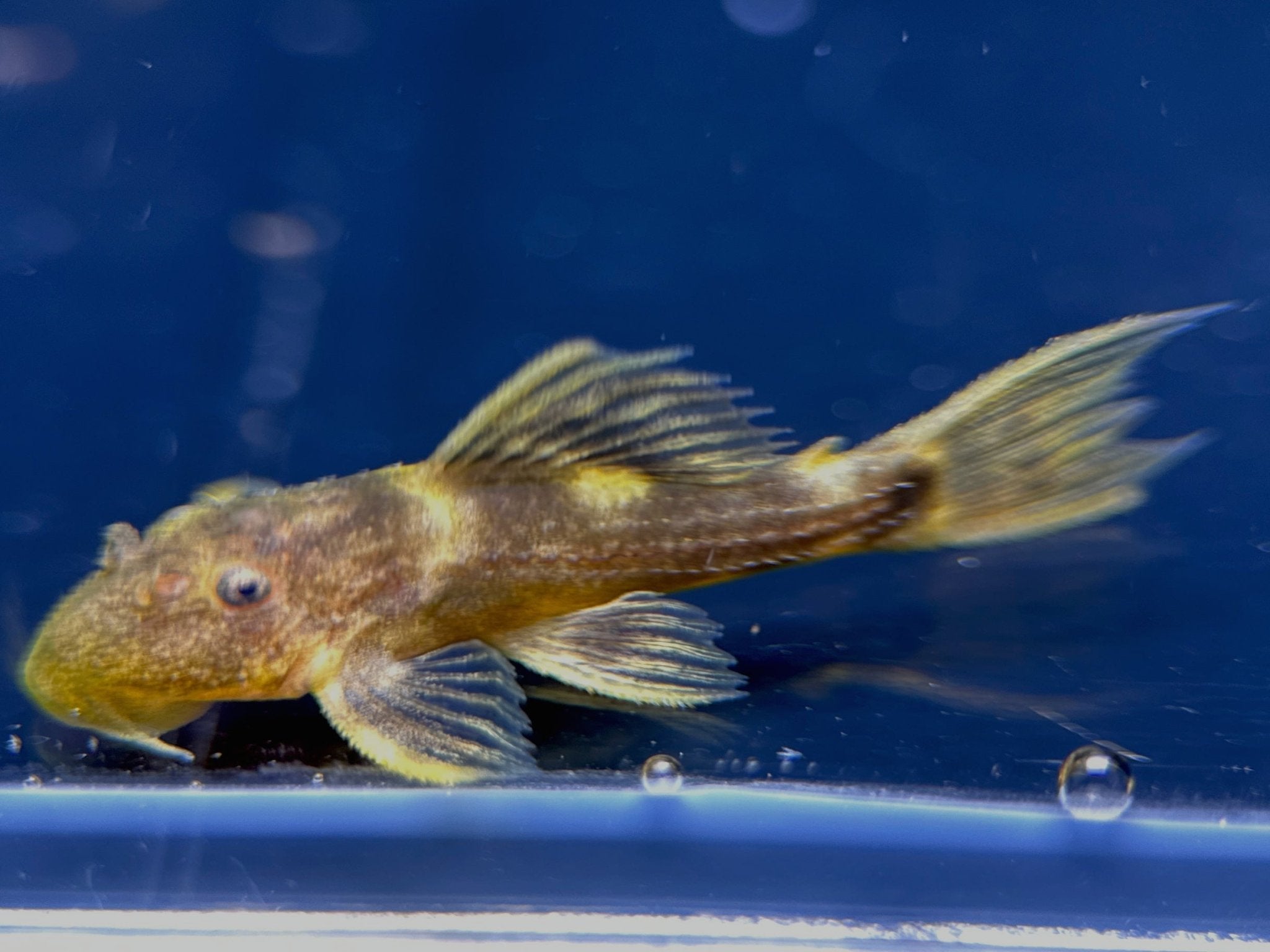 Koi Angel Fish – Aura Aquarium