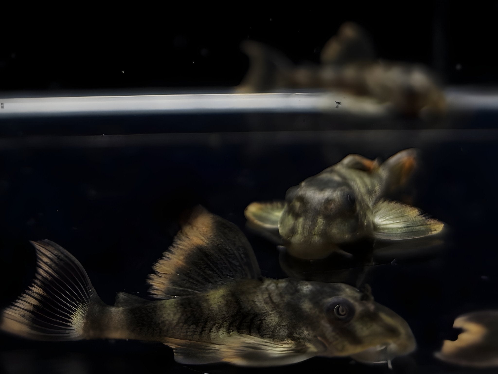 L076 Orange Seam Pleco - Aqua Huna