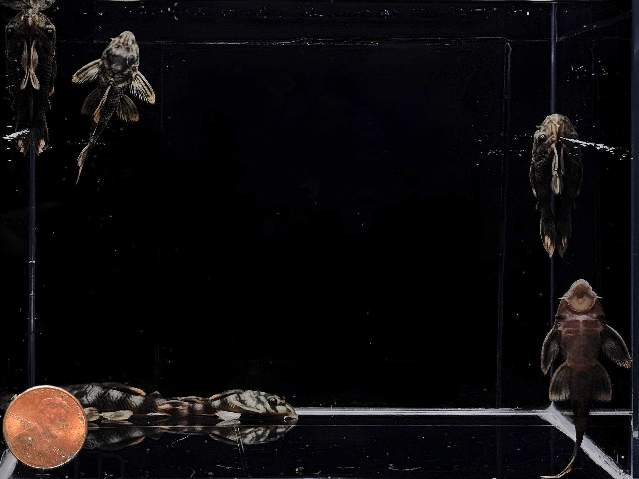 L076 Orange Seam Pleco - Aqua Huna