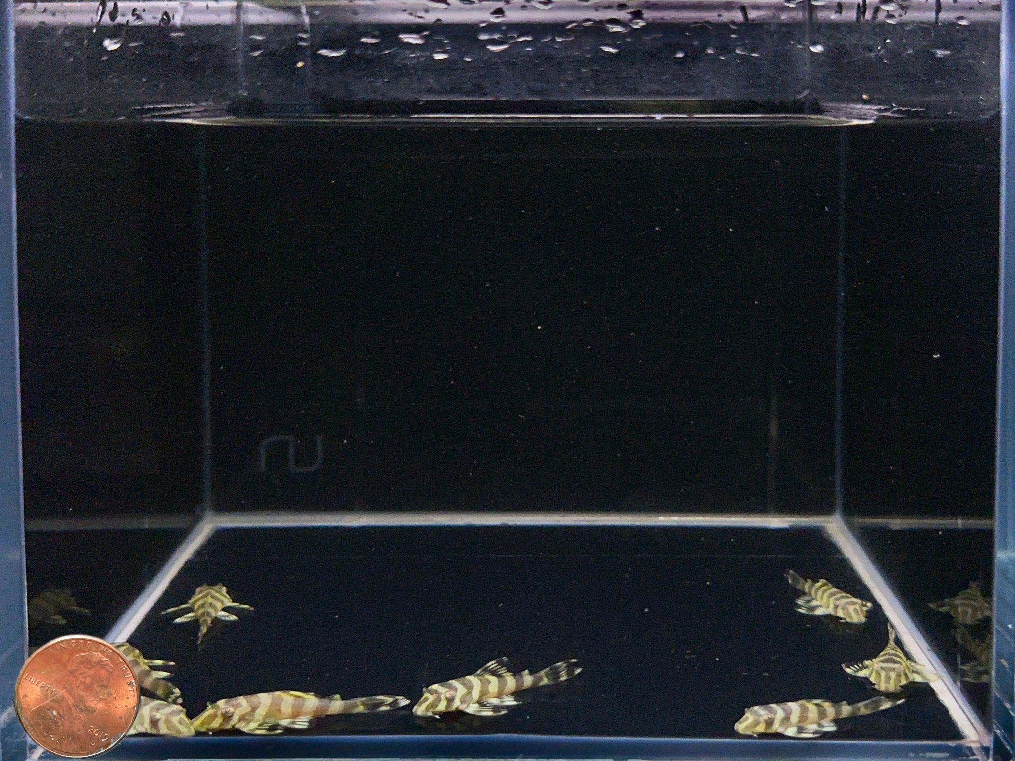 Leopard Frog Pleco - Unique Spotted Freshwater Fish for Sale