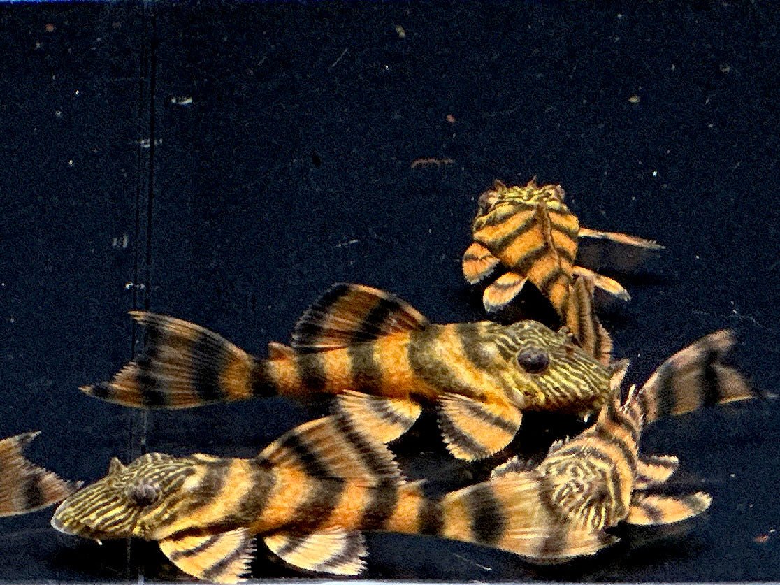 L397 Alenquer Tiger Pleco - Aqua Huna