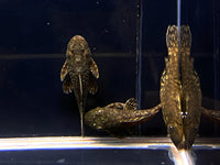 L519 Honeycomb Bristlenose Pleco (Size Small) - Aqua Huna