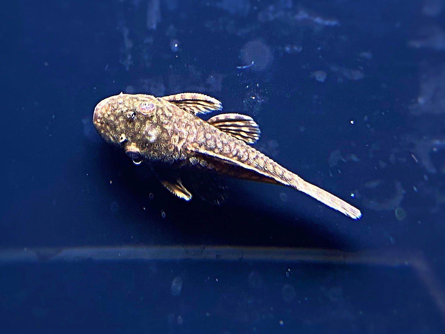 L519 Honeycomb Bristlenose Pleco