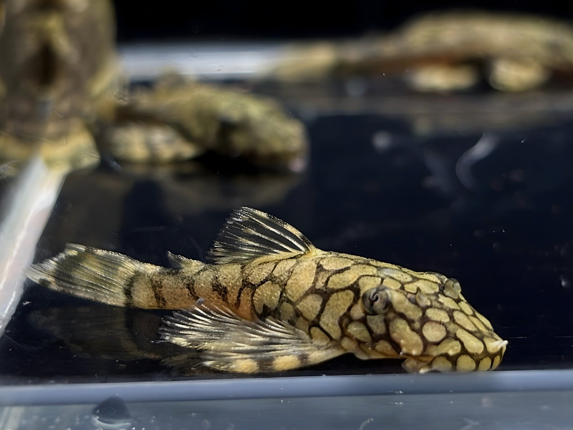 L519 Honeycomb Bristlenose Pleco