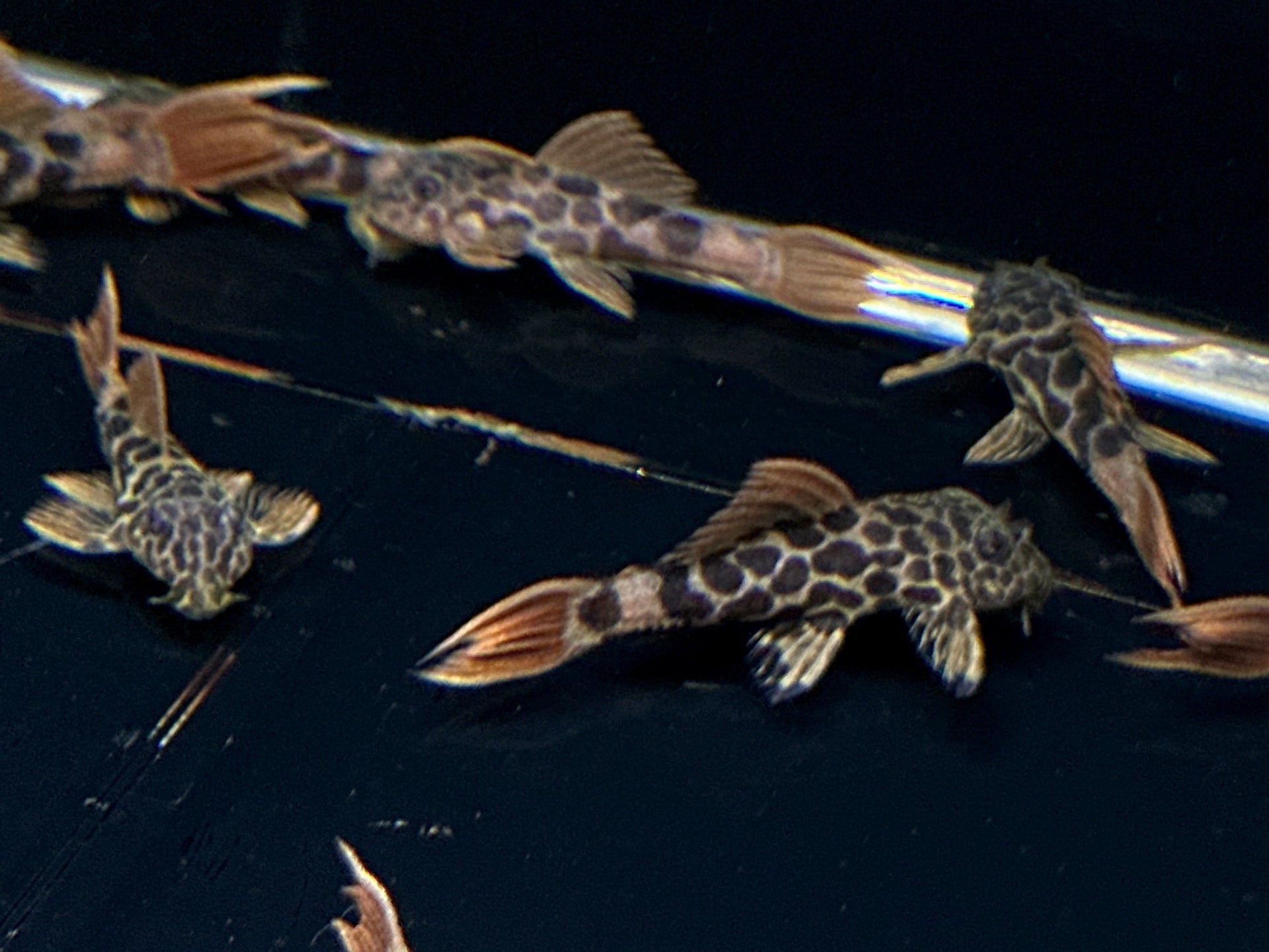 L600 Leopard Cactus Pleco