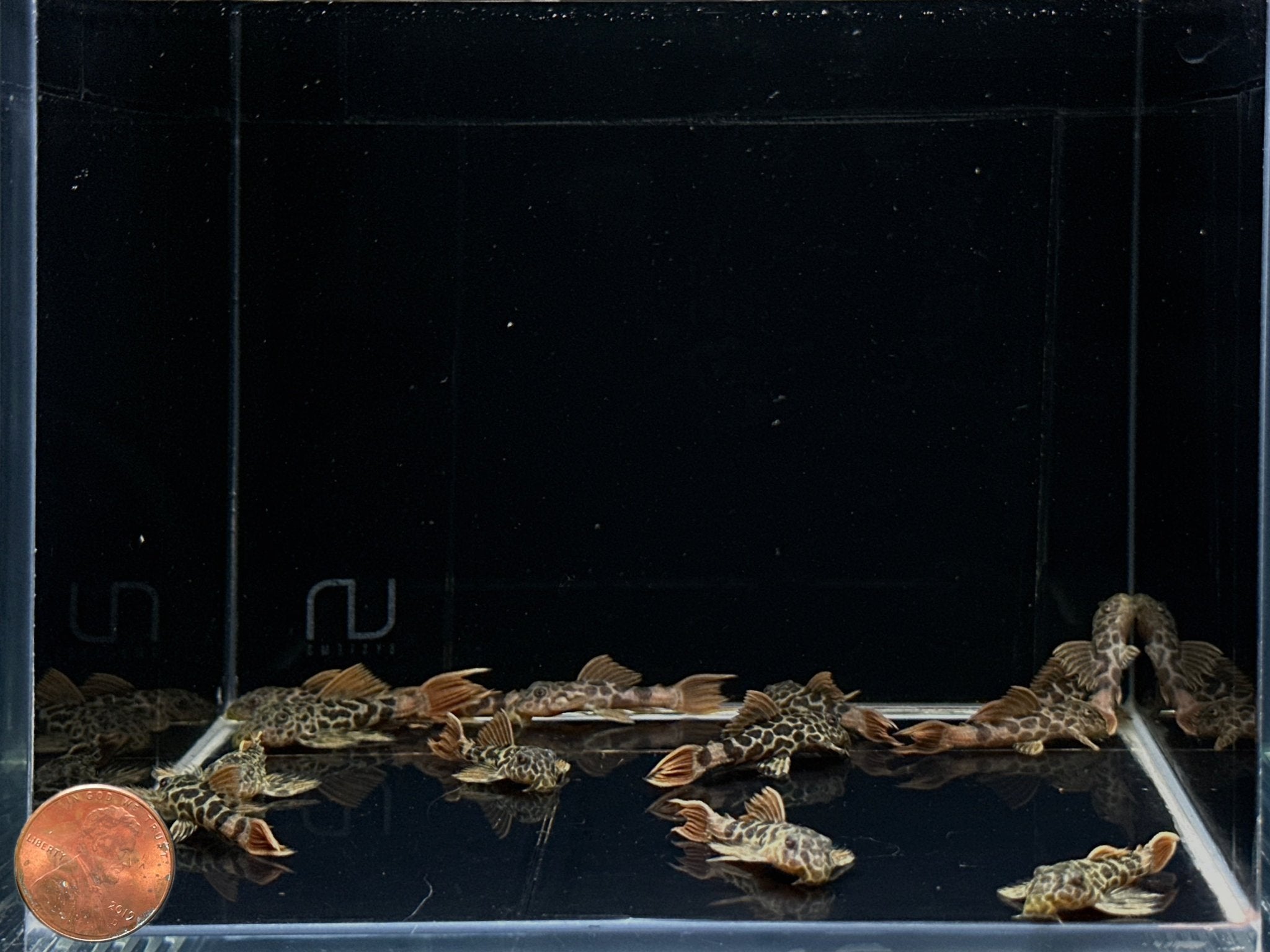 L600 Leopard Cactus Pleco - Aqua Huna