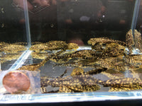 Leopard Sailfin Pleco - Aqua Huna