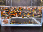 Leopard Tux Guppy Males - Aqua Huna