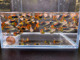 Leopard Tux Guppy Males - Aqua Huna