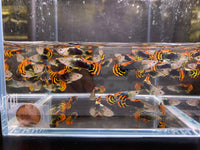 Leopard Tux Guppy Males - Aqua Huna