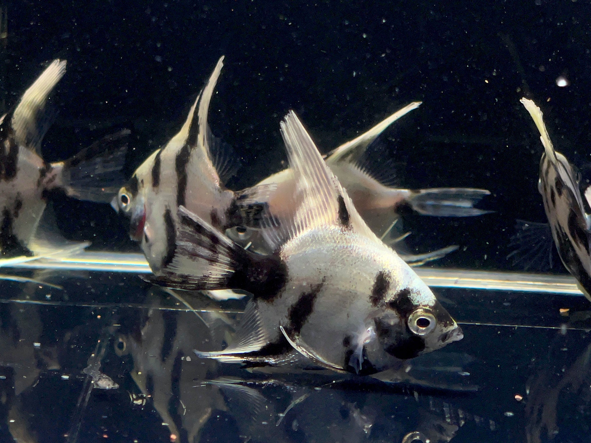 Light Marble Angelfish - Aqua Huna