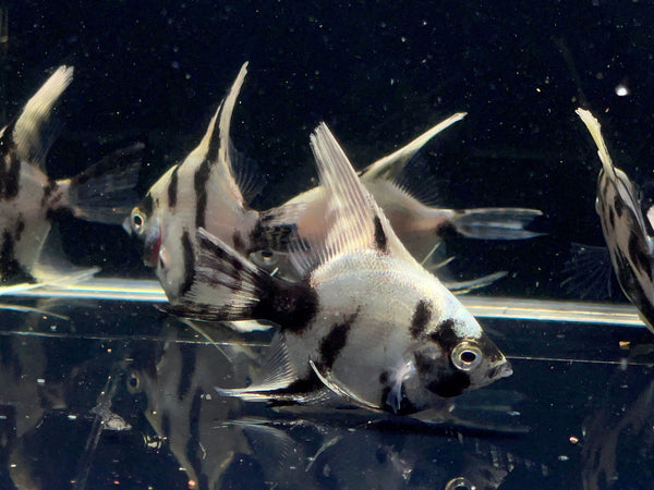 Angelfish | Pterophyllum | Unique Freshwater Fish – Aqua Huna