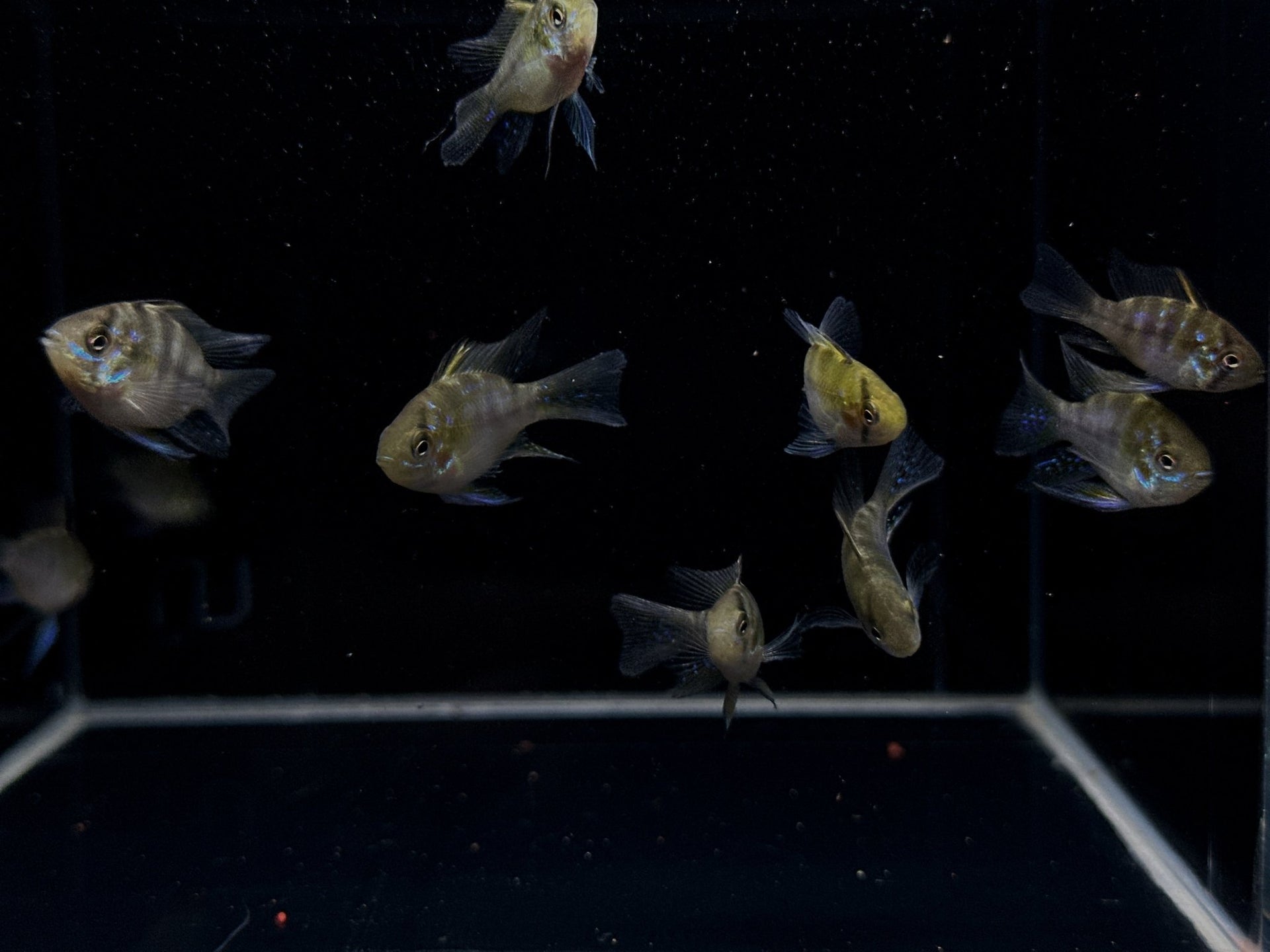 Longfin Blue Balloon Ram