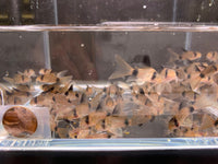 Longfin Panda Cory