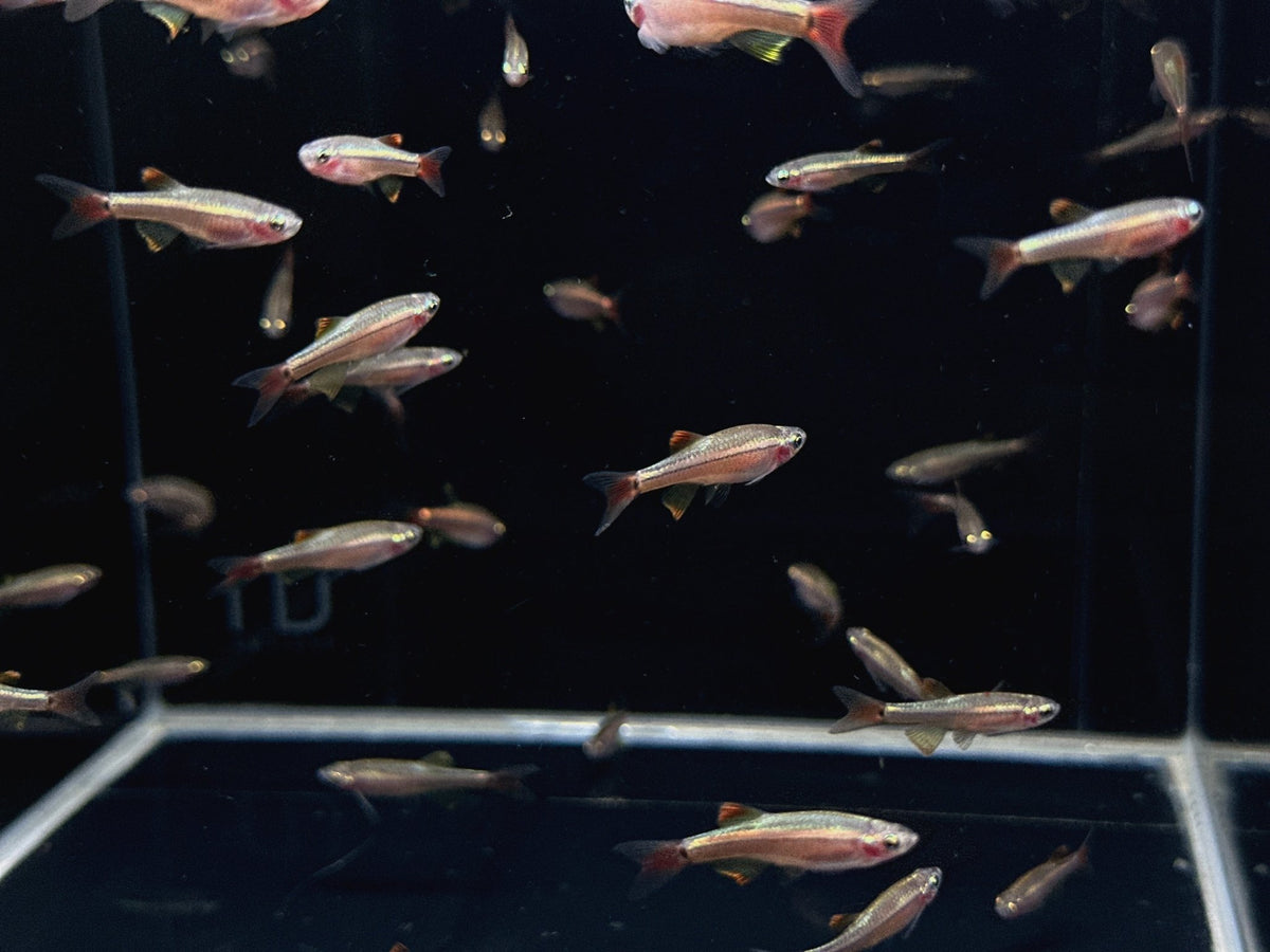 Longfin White Cloud - Aquatic Elegance in Every Hue! – Aqua Huna