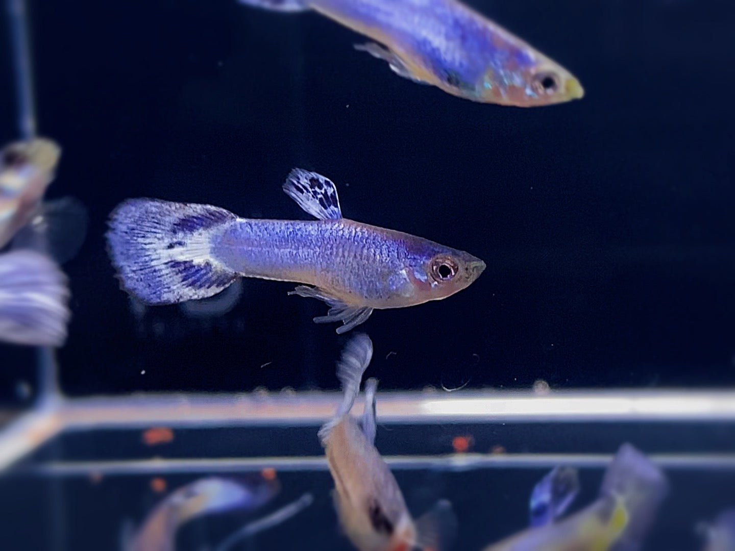 Luminous Purple Guppy Males