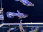 Luminous Purple Guppy Males - Aqua Huna