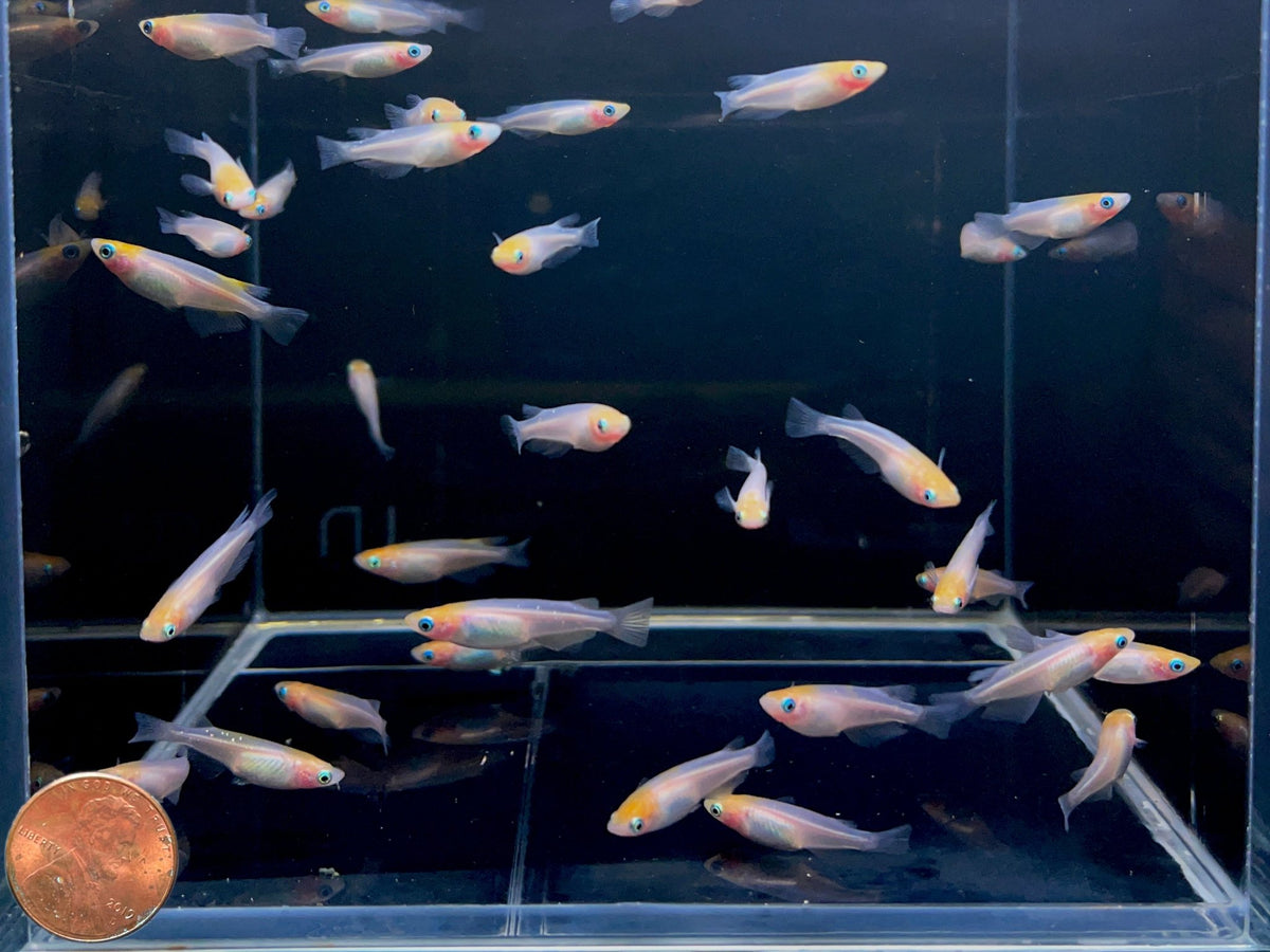 Medaka Koi Ricefish - Colorful Freshwater Fish for Sale