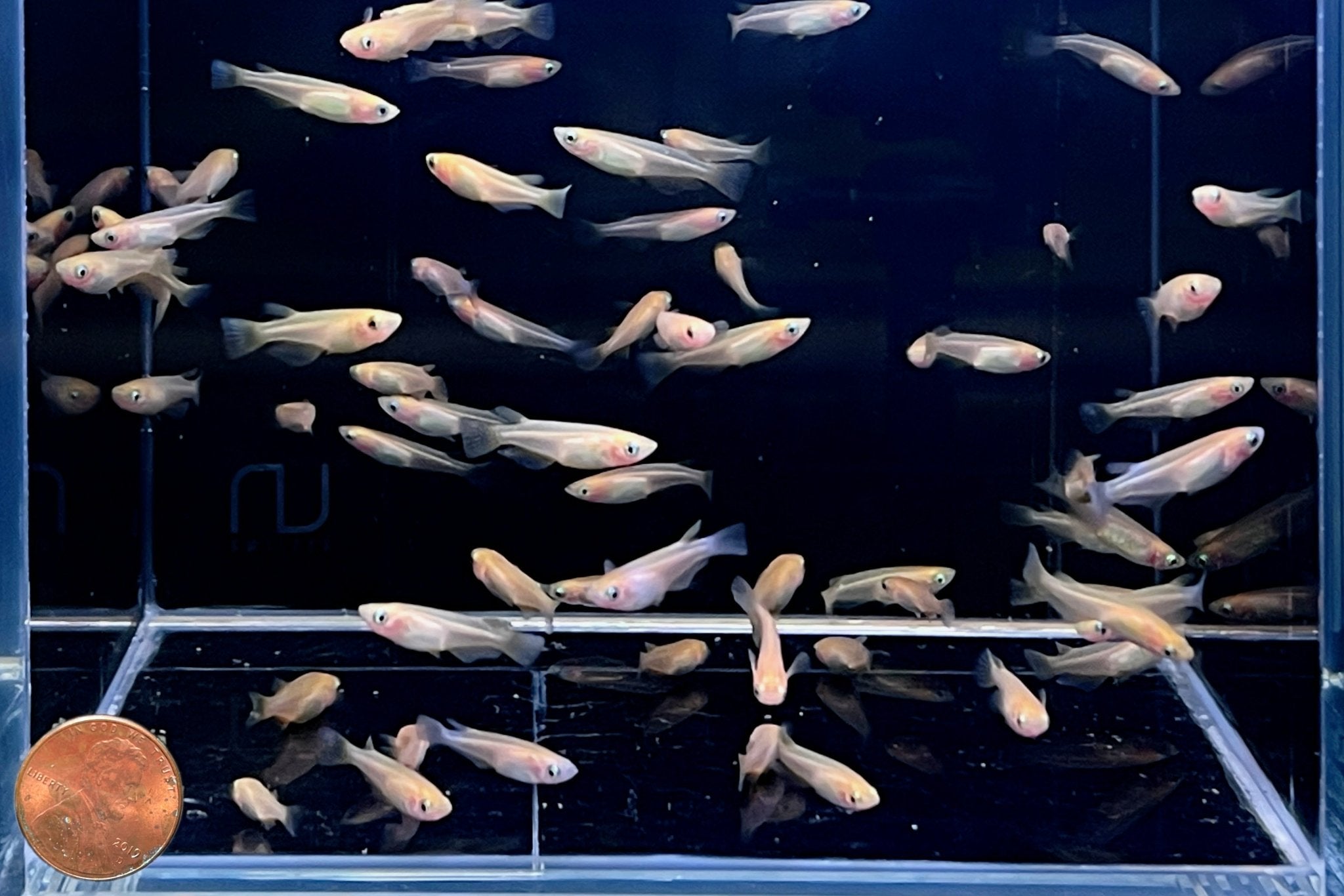 Medaka Youkihi Ricefish - Unique Exotic Freshwater Pond Fish