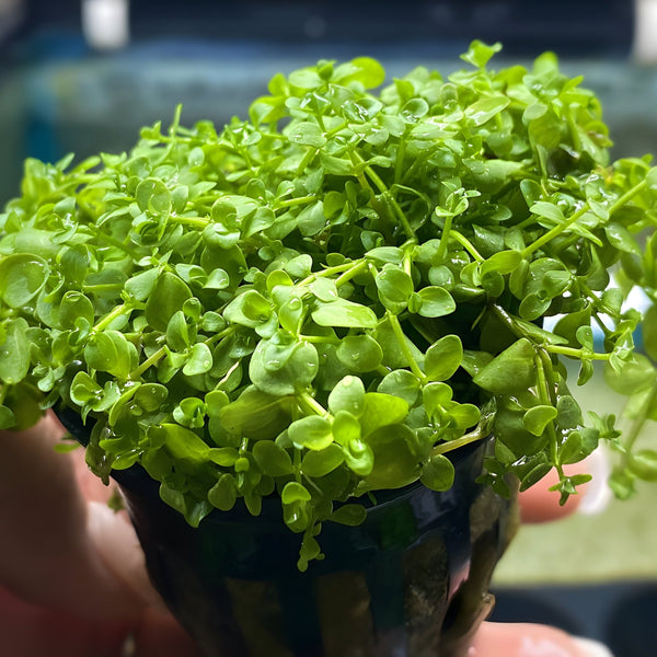monte carlo aquarium plant seeds Micranthemum "Monte Carlo"