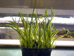 Micro Sword - Potted Plant - Aqua Huna