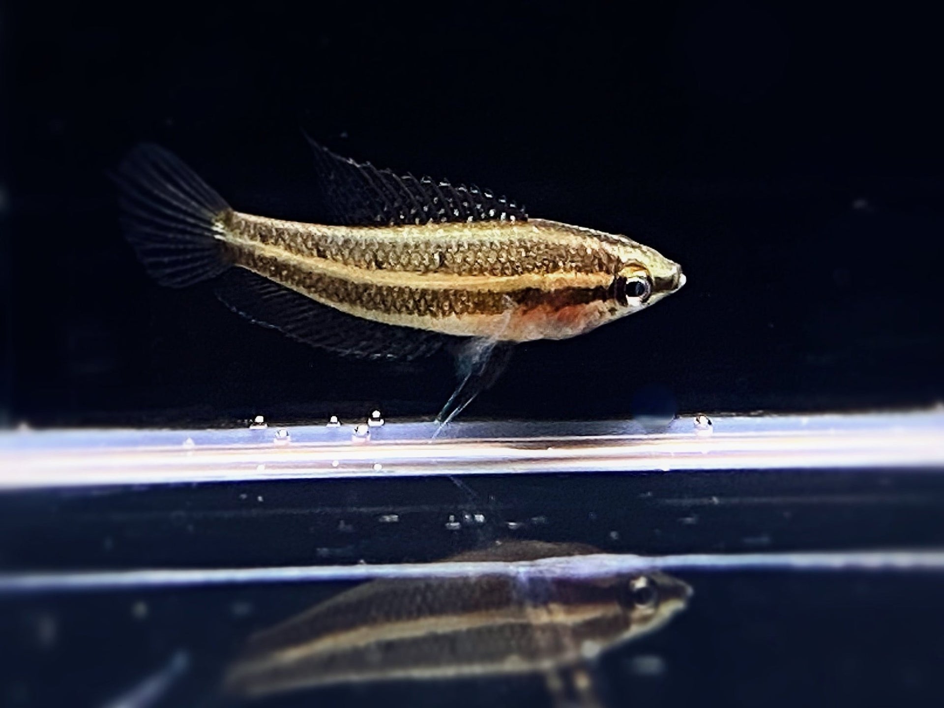 Moonspot Licorice Gourami