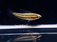 Moonspot Licorice Gourami - Aqua Huna