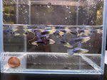 Neon Blue Metallic Guppy Males - Aqua Huna