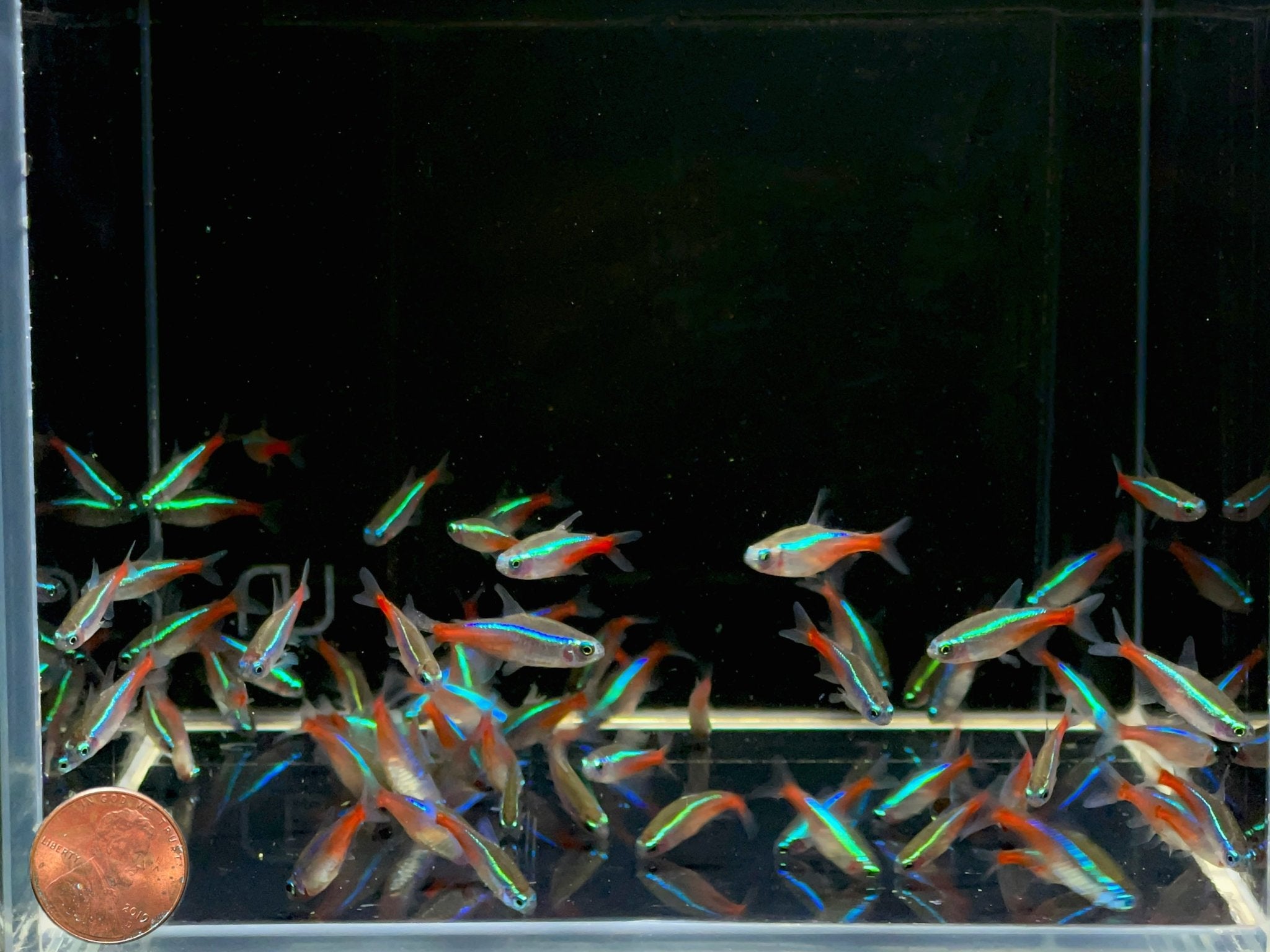 Neon Tetra(M/L) - Vibrant Schooling Fish for Freshwater Tank