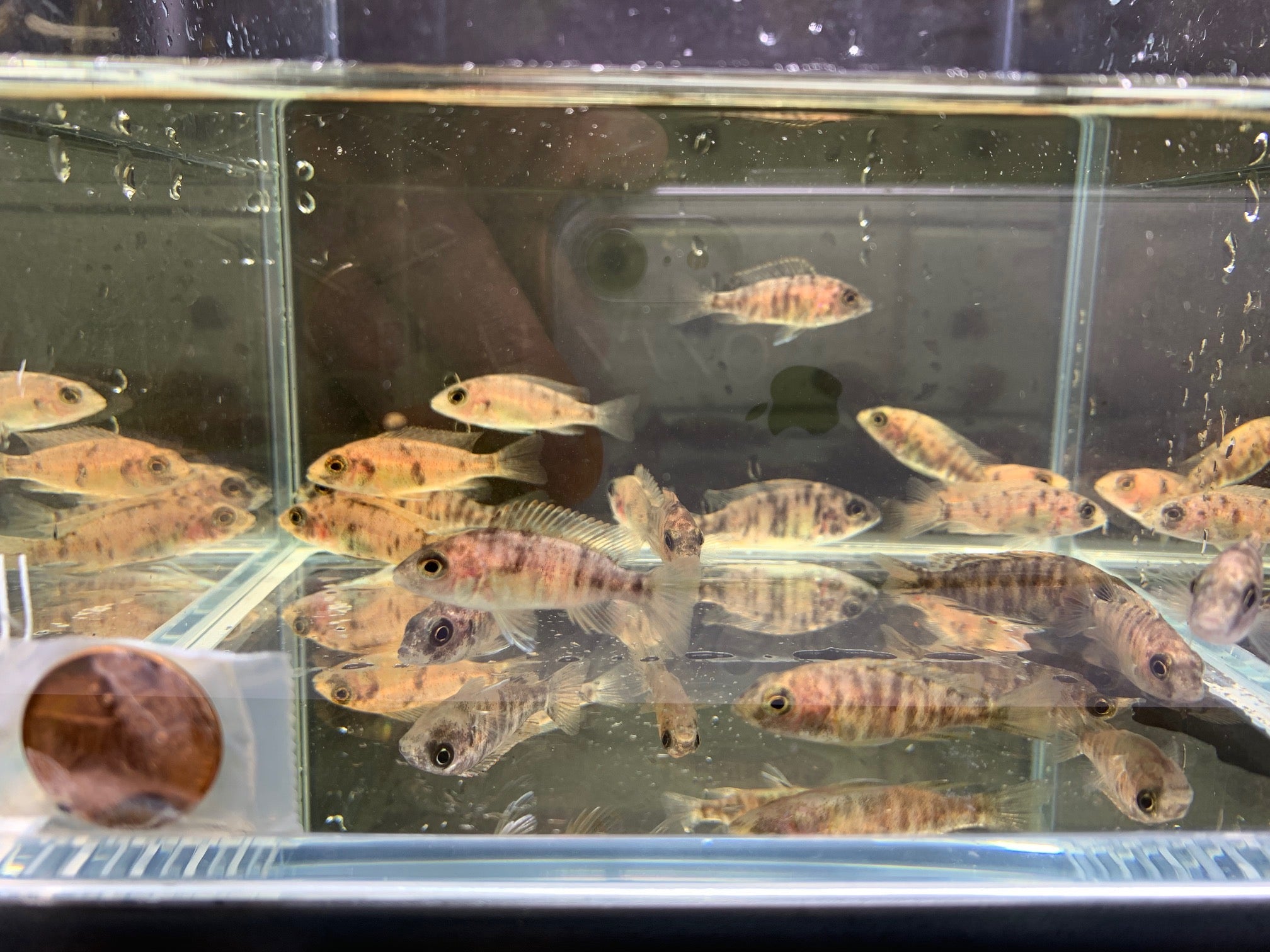OB Raspberry Peacock - Aqua Huna