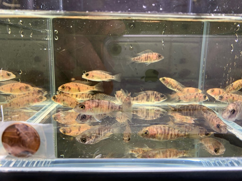OB Raspberry Peacock - Unique African Cichlid for Your Tank