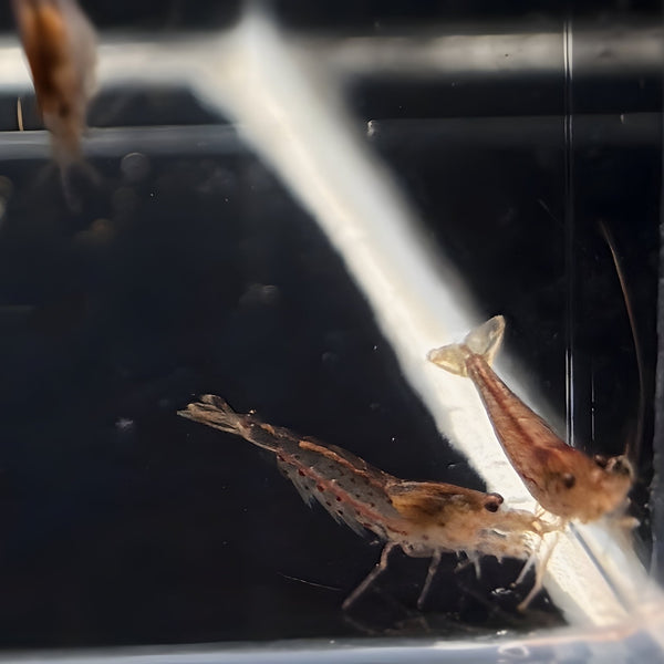 Aqua Shrimp出品 orange-amano-shrimp-