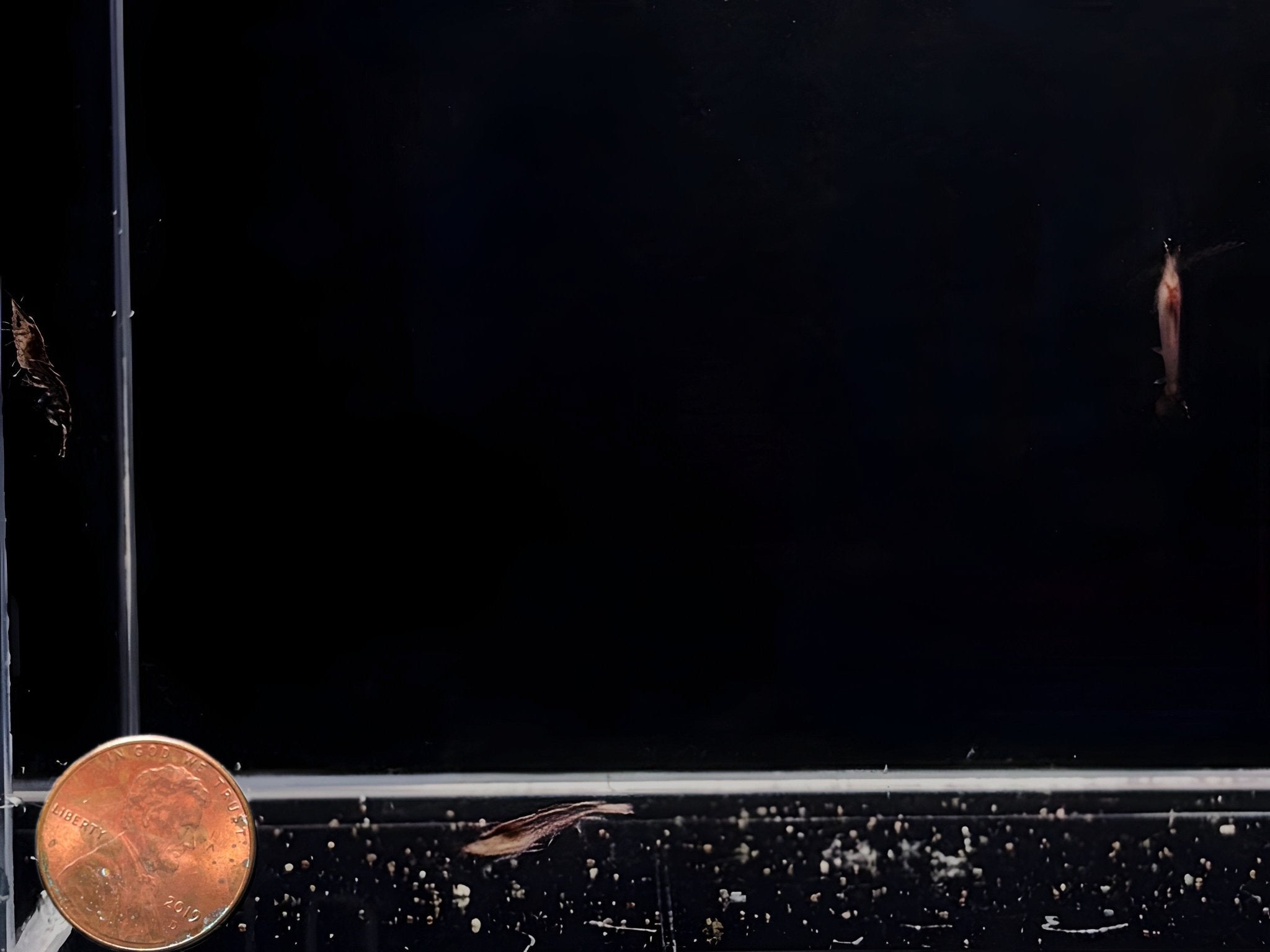 Orange Amano Shrimp - Aqua Huna