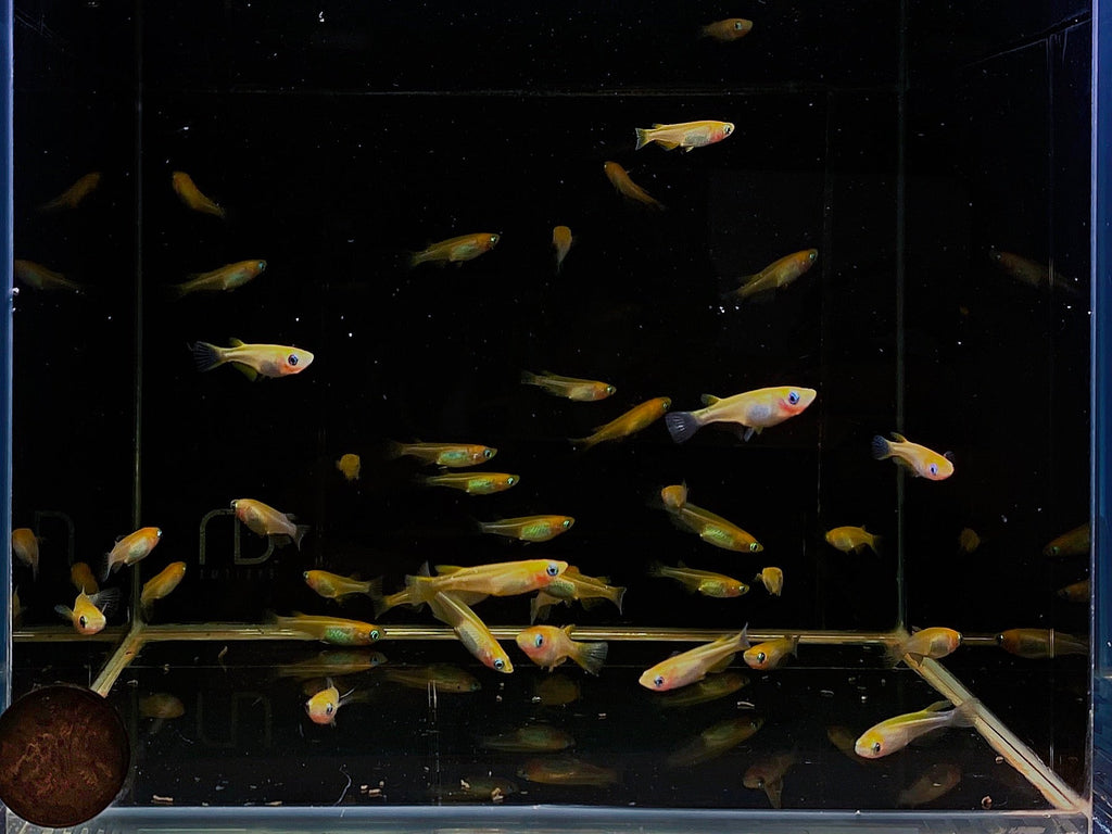 Orange Ricefish Orange Medaka Ricefish - Unique Exotic Freshwater Fish