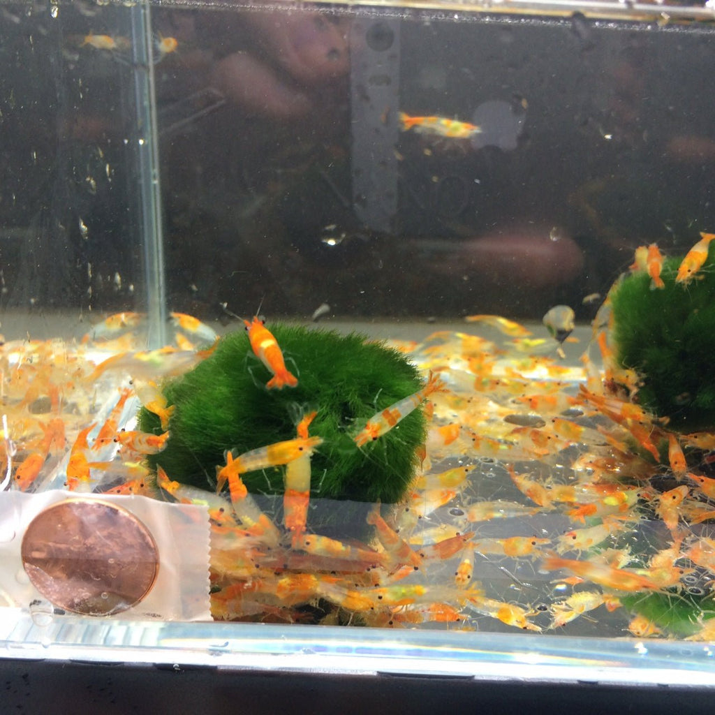 Orange Rilli Orange Rili Shrimp - Striking Tank Beauties